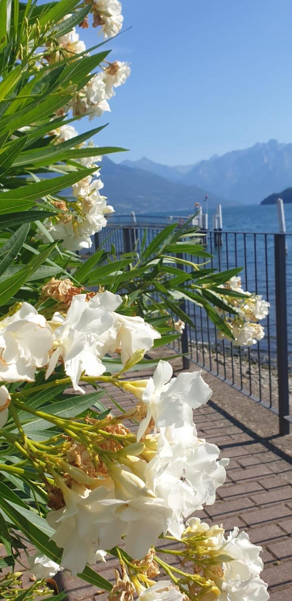 Residence Laguna Beach Pianello Del Lario Εξωτερικό φωτογραφία