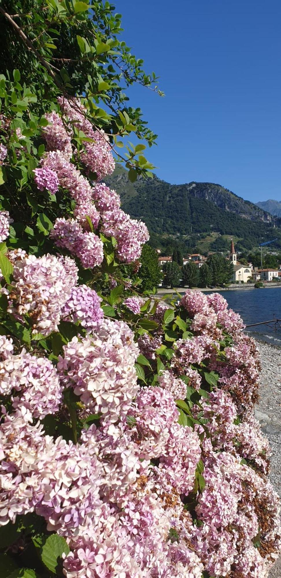 Residence Laguna Beach Pianello Del Lario Εξωτερικό φωτογραφία